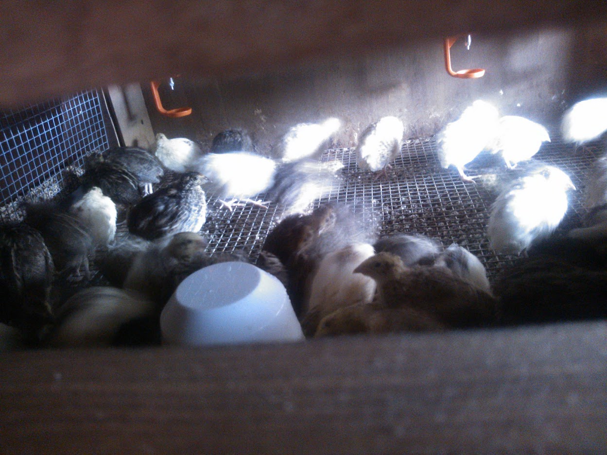 Quail brooding